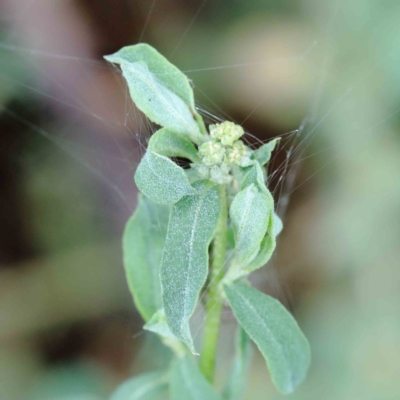 Atriplex semibaccata (Creeping Saltbush) at Yarralumla, ACT - 16 Jan 2022 by ConBoekel