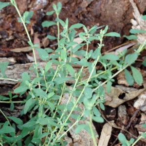 Atriplex semibaccata at Yarralumla, ACT - 16 Jan 2022