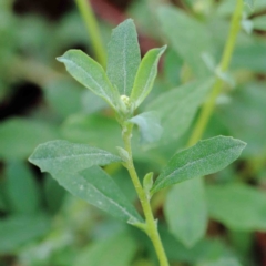 Atriplex semibaccata at Yarralumla, ACT - 16 Jan 2022