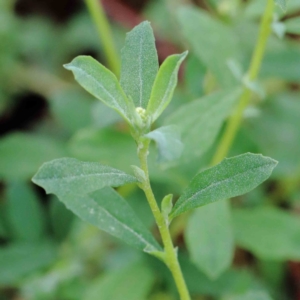 Atriplex semibaccata at Yarralumla, ACT - 16 Jan 2022