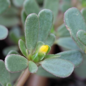 Portulaca oleracea at Yarralumla, ACT - 16 Jan 2022