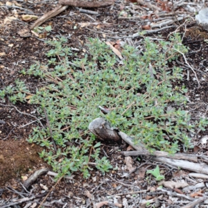 Portulaca oleracea at Yarralumla, ACT - 16 Jan 2022 09:43 AM