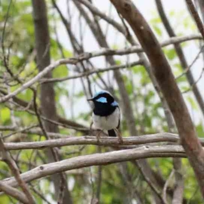 Malurus cyaneus (Superb Fairywren) at Lake Burley Griffin West - 15 Jan 2022 by ConBoekel