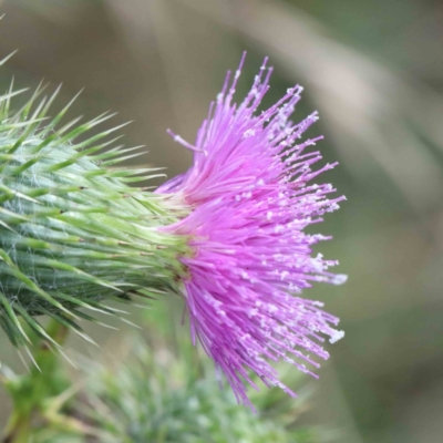 Cirsium vulgare (Spear Thistle) at Lake Burley Griffin West - 15 Jan 2022 by ConBoekel