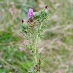 Cirsium vulgare at Yarralumla, ACT - 16 Jan 2022 09:32 AM