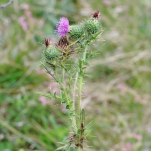 Cirsium vulgare at Yarralumla, ACT - 16 Jan 2022 09:32 AM