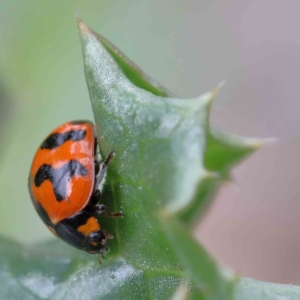 Coccinella transversalis at Yarralumla, ACT - 16 Jan 2022 09:36 AM