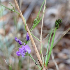 Glycine clandestina (Twining Glycine) at Yarralumla, ACT - 16 Jan 2022 by ConBoekel