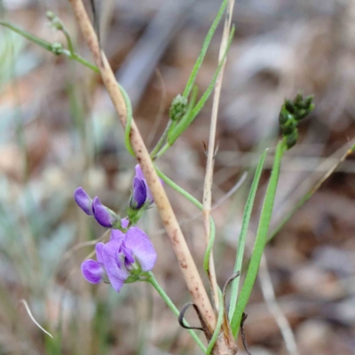 Glycine clandestina (Twining Glycine) at Yarralumla, ACT - 16 Jan 2022 by ConBoekel