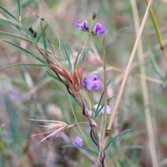 Glycine clandestina at Yarralumla, ACT - 16 Jan 2022