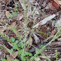Lepidium africanum (Common Peppercress) at Lake Burley Griffin West - 15 Jan 2022 by ConBoekel