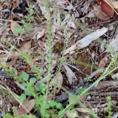 Lepidium africanum (Common Peppercress) at Yarralumla, ACT - 16 Jan 2022 by ConBoekel