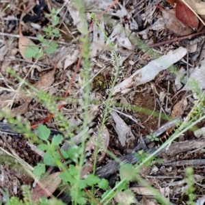 Lepidium africanum at Yarralumla, ACT - 16 Jan 2022