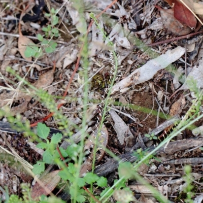 Lepidium africanum (Common Peppercress) at Blue Gum Point to Attunga Bay - 15 Jan 2022 by ConBoekel