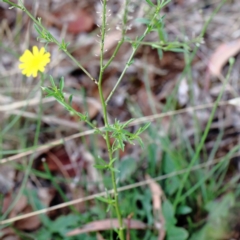 Lepidium africanum at Yarralumla, ACT - 16 Jan 2022