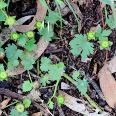 Modiola caroliniana (Red-flowered Mallow) at Lake Burley Griffin West - 15 Jan 2022 by ConBoekel