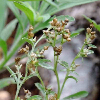 Gamochaeta calviceps (Narrowleaf Purple Everlasting) at Yarralumla, ACT - 16 Jan 2022 by ConBoekel