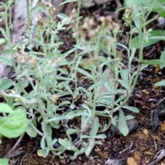 Gamochaeta calviceps at Blue Gum Point to Attunga Bay - 16 Jan 2022 09:51 AM