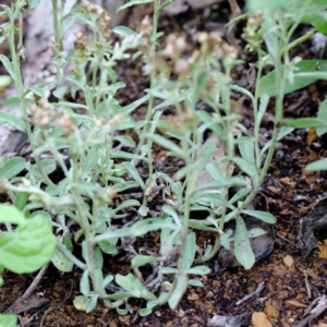 Gamochaeta calviceps at Blue Gum Point to Attunga Bay - 16 Jan 2022