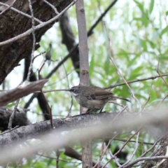 Sericornis frontalis (White-browed Scrubwren) at Yarralumla, ACT - 16 Jan 2022 by ConBoekel