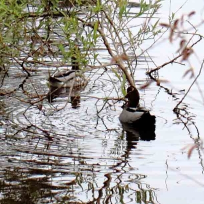 Chenonetta jubata (Australian Wood Duck) at Yarralumla, ACT - 15 Jan 2022 by ConBoekel