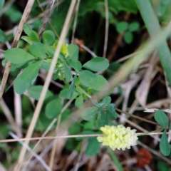 Trifolium campestre (Hop Clover) at Yarralumla, ACT - 16 Jan 2022 by ConBoekel