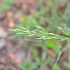 Bromus hordeaceus (A Soft Brome) at Wamboin, NSW - 2 Nov 2021 by natureguy