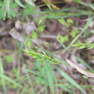 Bromus hordeaceus at Wamboin, NSW - 2 Nov 2021