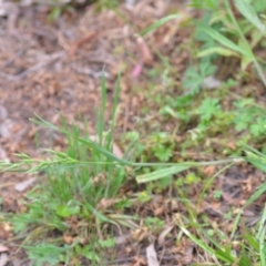 Bromus hordeaceus at Wamboin, NSW - 2 Nov 2021 08:07 PM