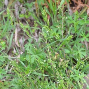 Bromus hordeaceus at Wamboin, NSW - 2 Nov 2021