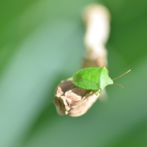 Nezara viridula at Wamboin, NSW - 6 Nov 2021