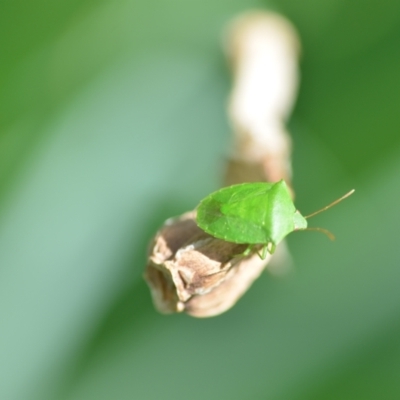 Nezara viridula (Green vegetable bug) at QPRC LGA - 6 Nov 2021 by natureguy