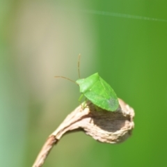 Nezara viridula at Wamboin, NSW - 6 Nov 2021 04:06 PM