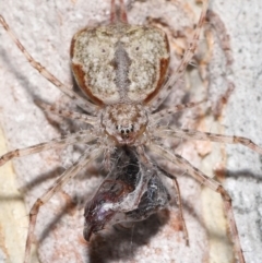 Tamopsis sp. (genus) (Two-tailed spider) at GG27 - 14 Jan 2022 by TimL