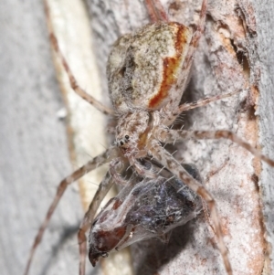 Tamopsis sp. (genus) at Acton, ACT - 14 Jan 2022