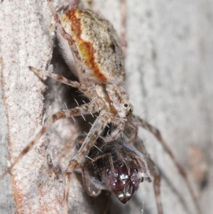 Tamopsis sp. (genus) at Acton, ACT - 14 Jan 2022