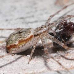 Tamopsis sp. (genus) at Acton, ACT - 14 Jan 2022