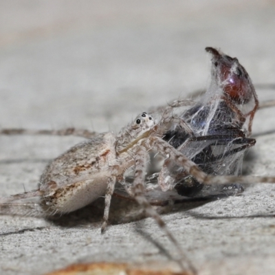 Tamopsis sp. (genus) (Two-tailed spider) at Acton, ACT - 14 Jan 2022 by TimL