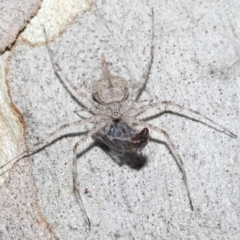 Tamopsis sp. (genus) at Acton, ACT - 14 Jan 2022 12:53 PM