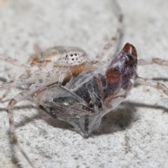 Tamopsis sp. (genus) at Acton, ACT - 14 Jan 2022 12:53 PM