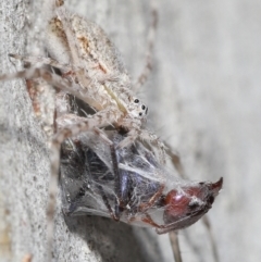 Tamopsis sp. (genus) at Acton, ACT - 14 Jan 2022