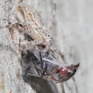 Tamopsis sp. (genus) at Acton, ACT - 14 Jan 2022 12:53 PM