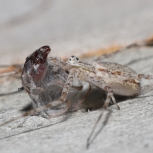 Tamopsis sp. (genus) at Acton, ACT - 14 Jan 2022