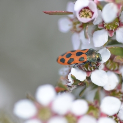 Castiarina octomaculata (A jewel beetle) at Wamboin, NSW - 6 Nov 2021 by natureguy