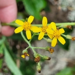 Senecio linearifolius var. arachnoideus (Cobweb Fireweed Groundsel) at Mittagong, NSW - 20 Jan 2022 by tpreston