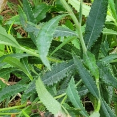 Senecio linearifolius var. arachnoideus at Mittagong, NSW - 20 Jan 2022