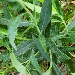 Senecio linearifolius var. arachnoideus at Mittagong, NSW - 20 Jan 2022