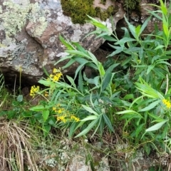 Senecio linearifolius var. arachnoideus at Mittagong, NSW - 20 Jan 2022