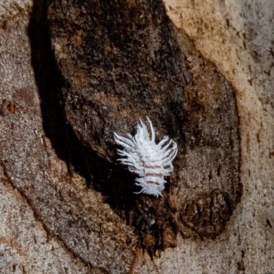 Cryptolaemus montrouzieri (Mealybug ladybird) at Paddys River, ACT - 19 Jan 2022 by Thommo17