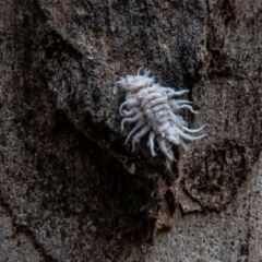 Cryptolaemus montrouzieri at Paddys River, ACT - 19 Jan 2022 02:00 PM